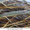 coenonympha pamphilus larva4d